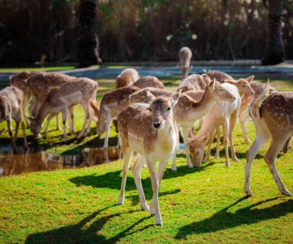 Safari Tour at Africano Park